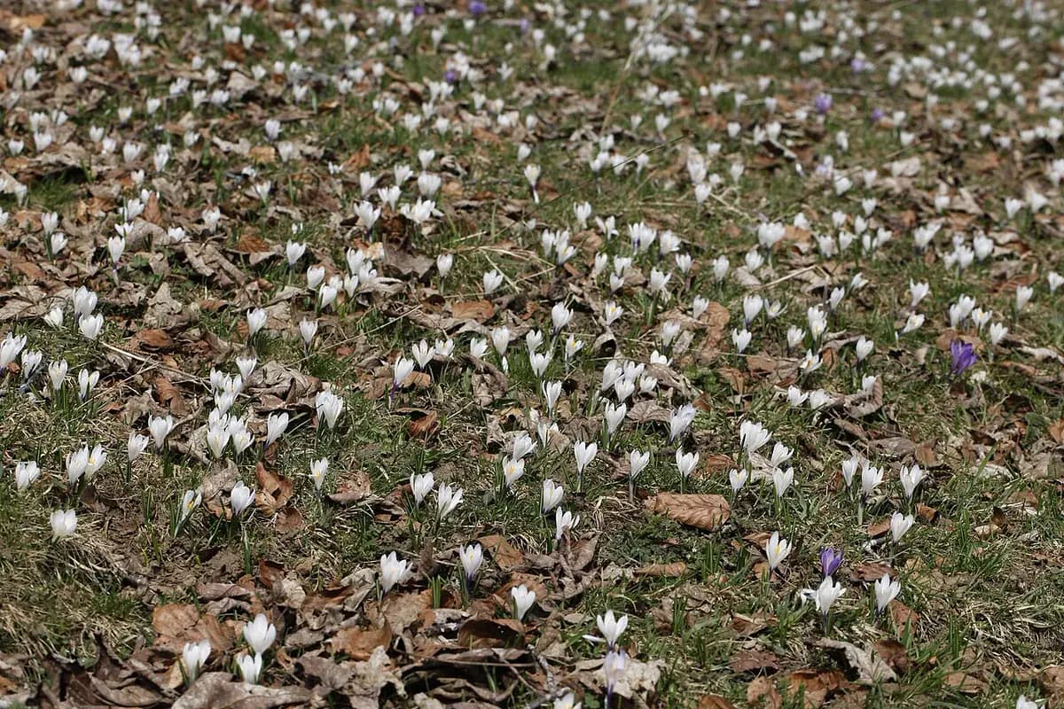 Crocus de primavera — foto real