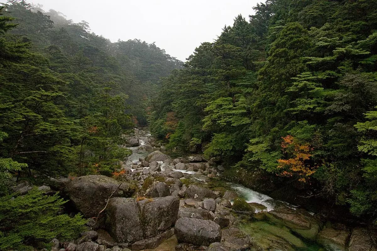 Cedro japonés — foto real