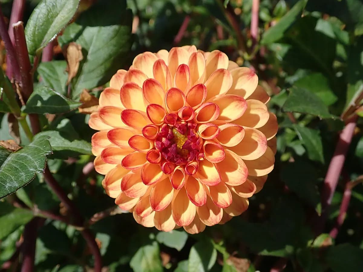 Dalia decorativa — foto real