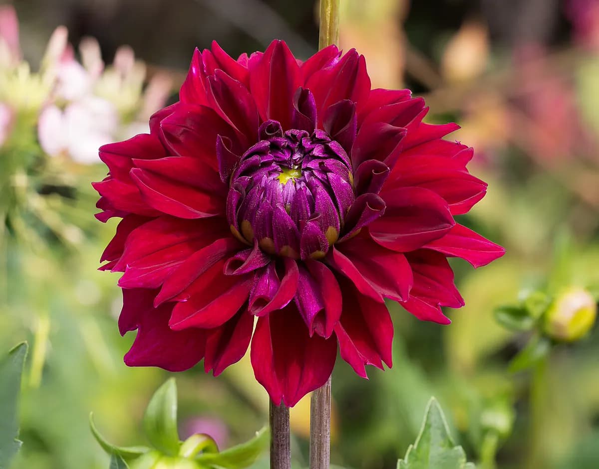 Dalia decorativa — foto real