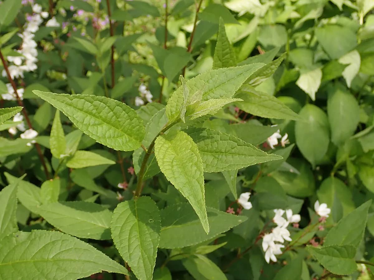 Deutzia — foto real