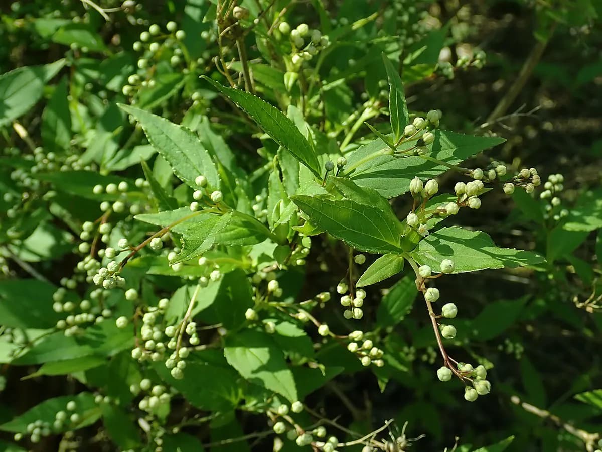 Deutzia — foto real