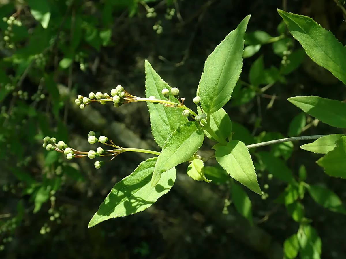 Deutzia — foto real