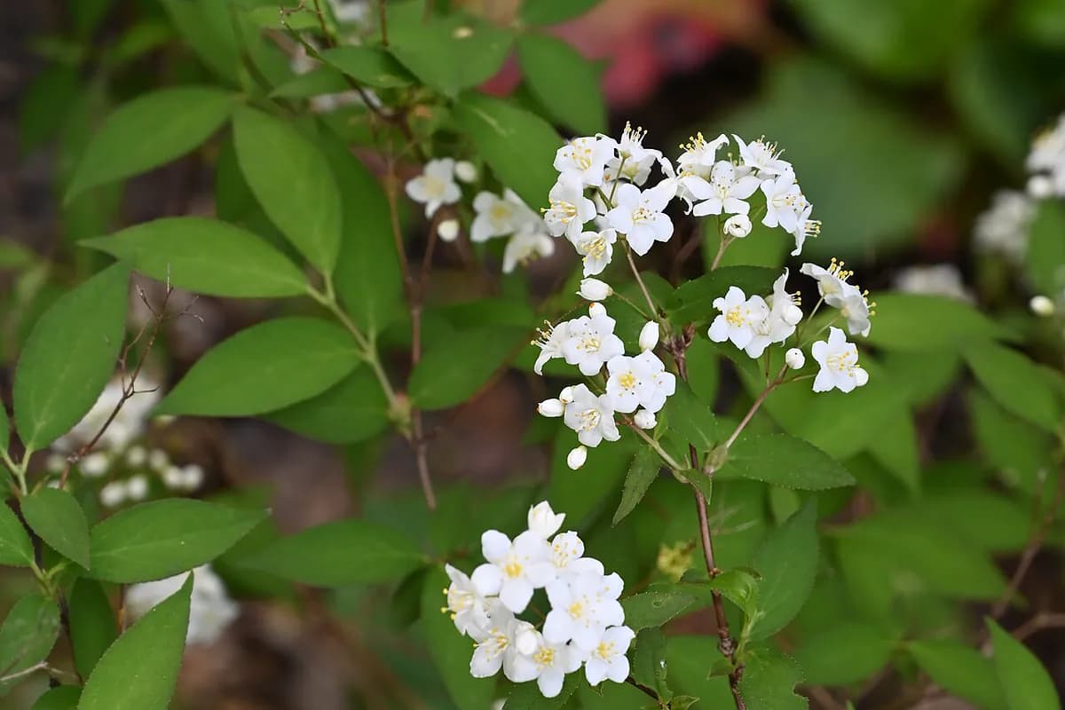 Deutzia — foto real