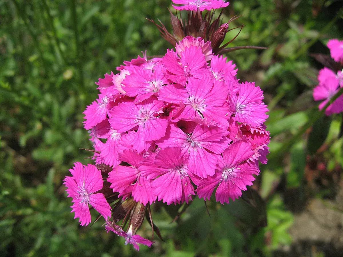 Clavelina (barbatus) — foto real