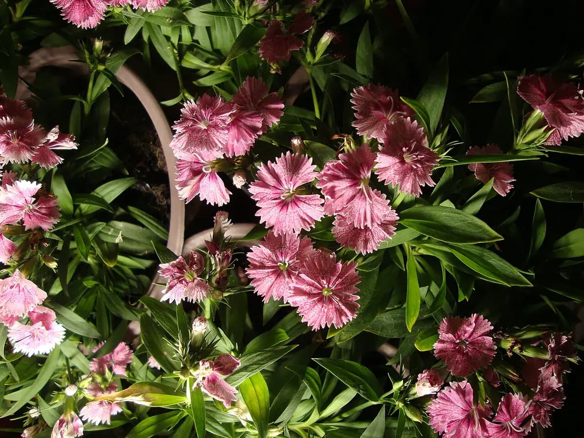 Clavelina (barbatus) — foto real