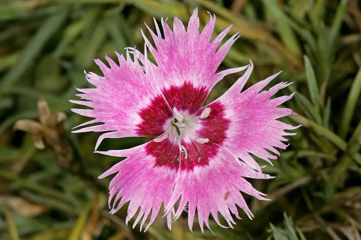 Clavel común — foto real