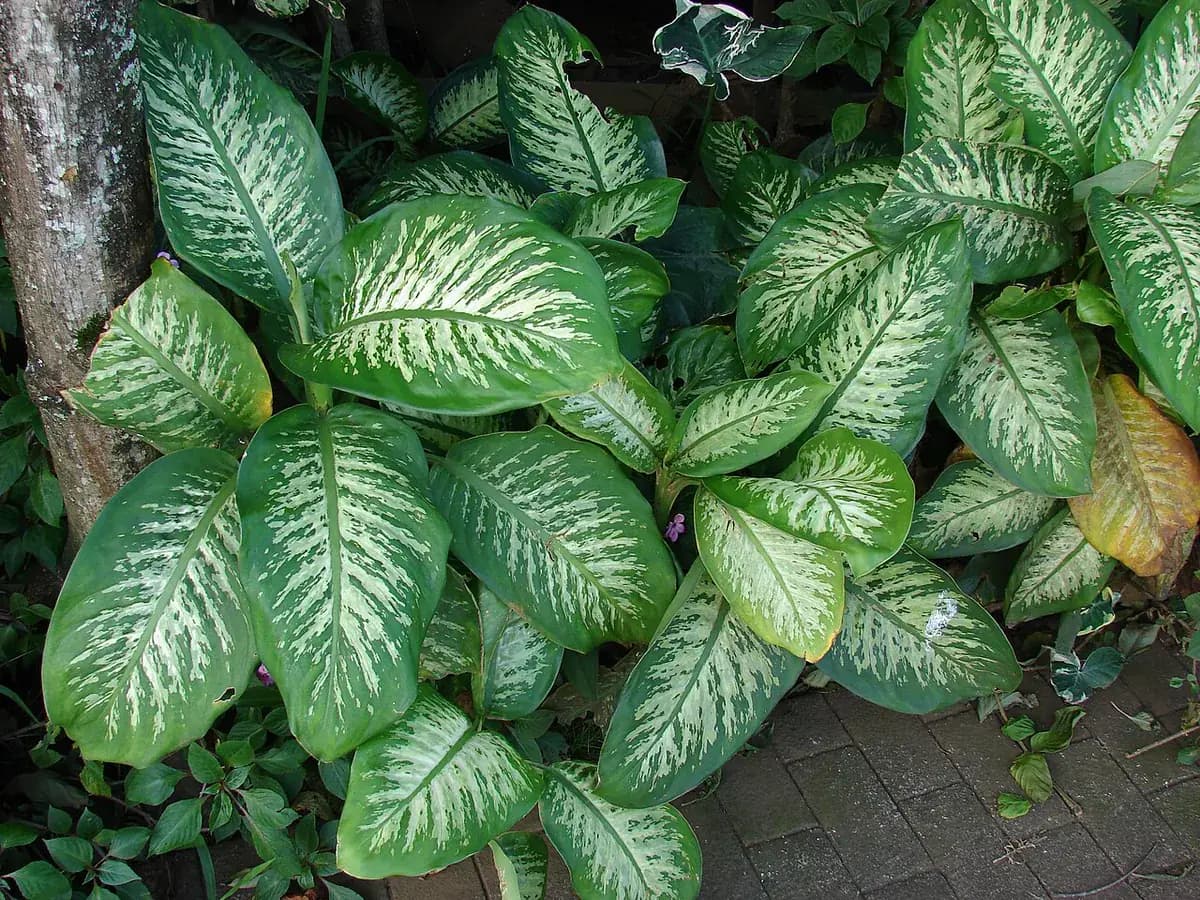 Dieffenbachia Tropic Snow — foto real
