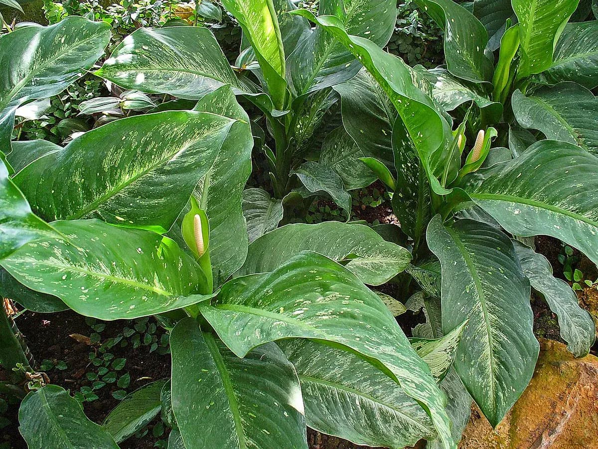 Dieffenbachia Tropic Snow — foto real