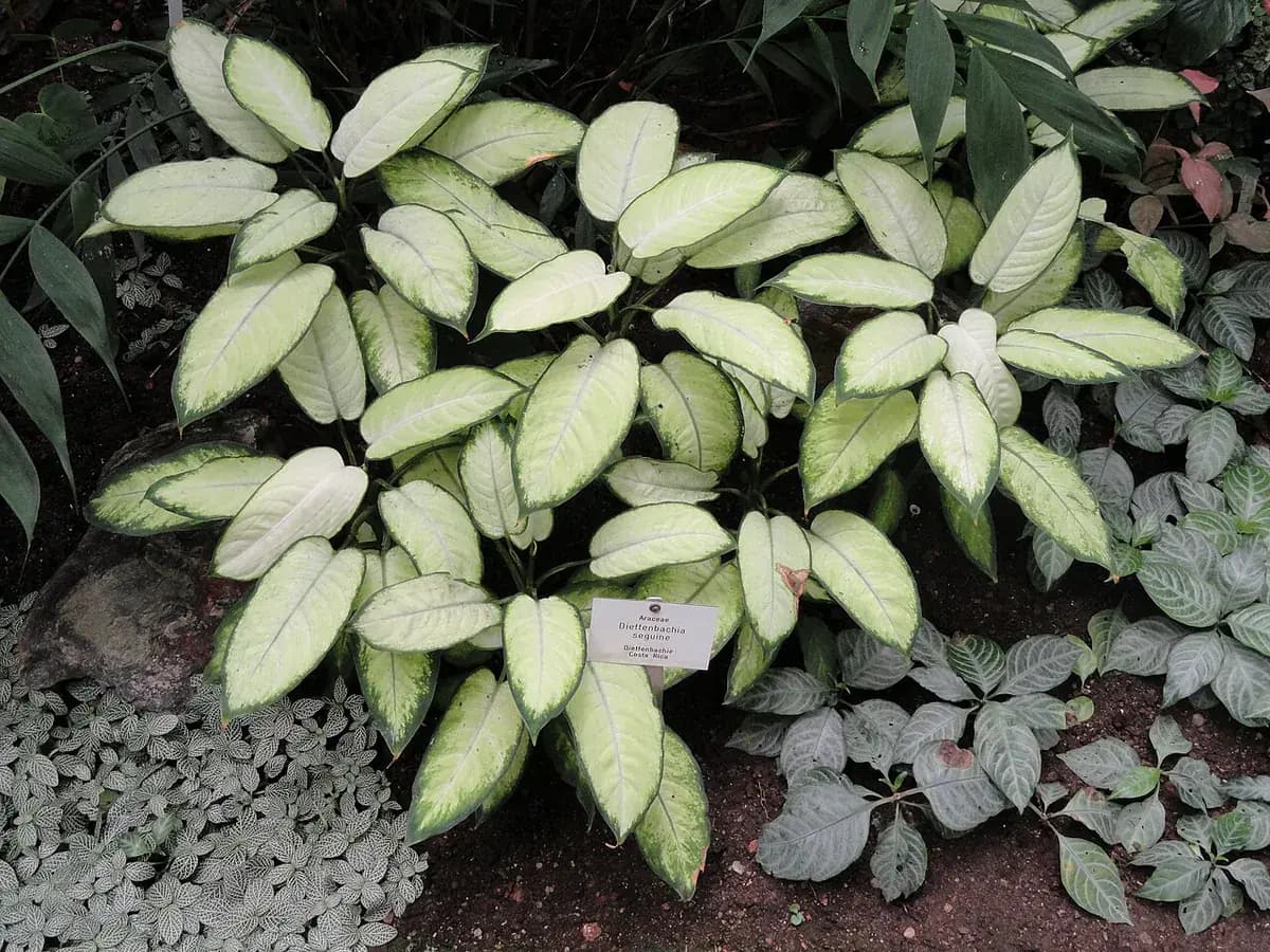 Dieffenbachia Tropic Snow — foto real