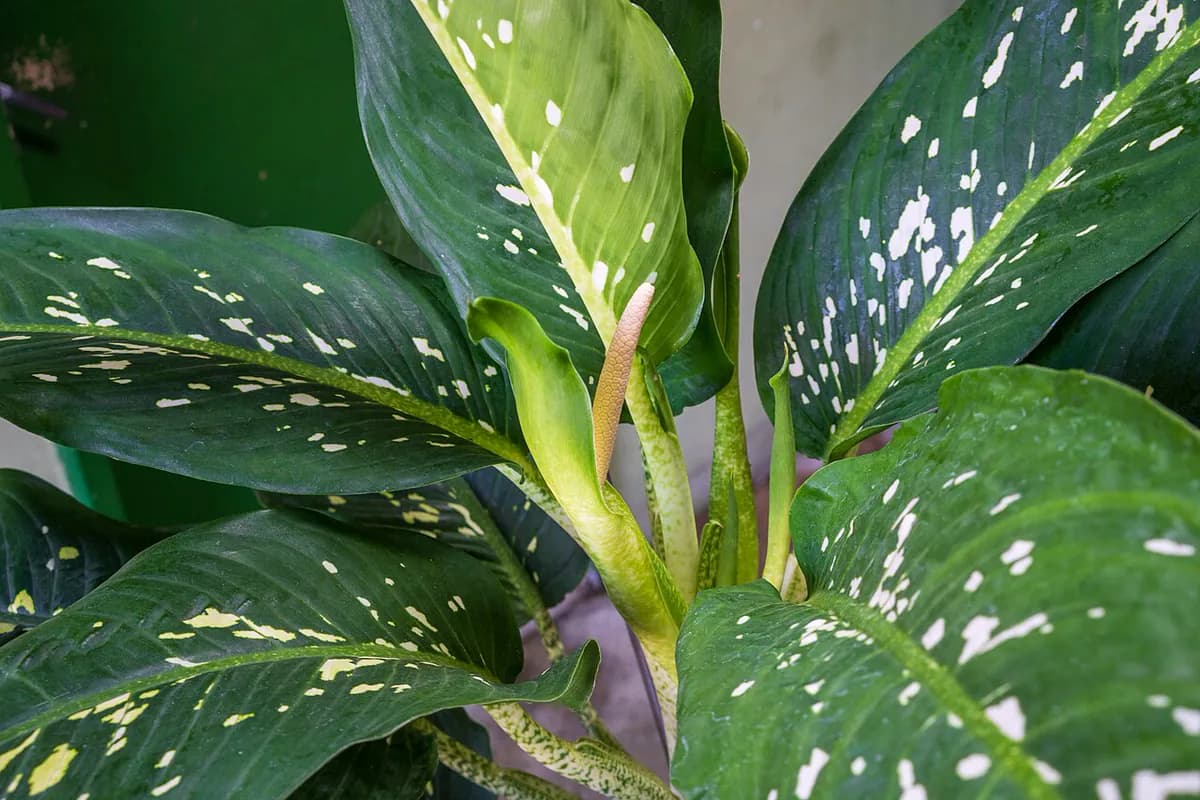 Dieffenbachia Tropic Snow — foto real