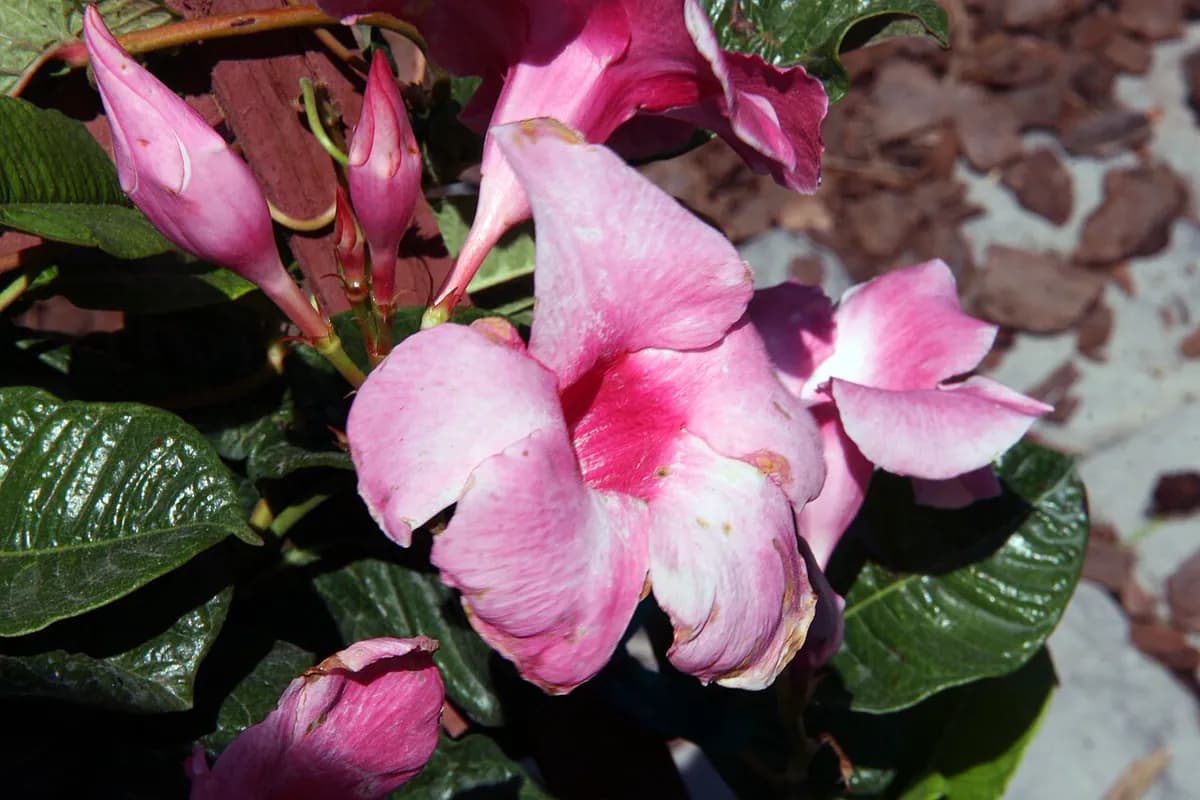 Dipladenia (Mandevilla) — foto real