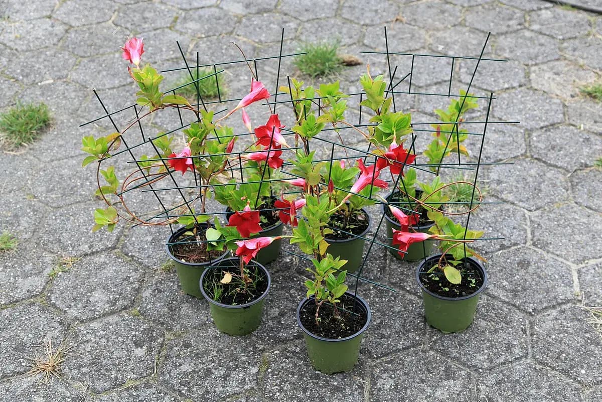 Dipladenia (Mandevilla) — foto real