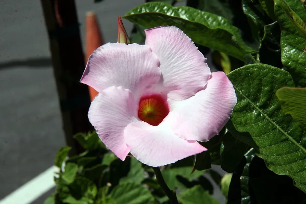 Dipladenia (Mandevilla) — foto real