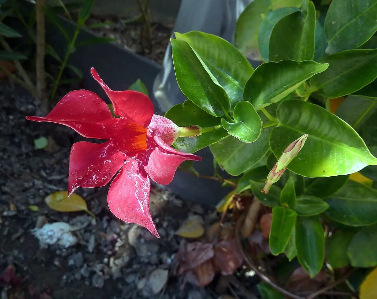 Dipladenia (Mandevilla) — foto real