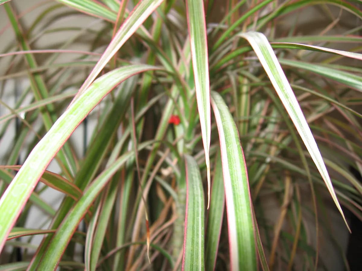 Drácena marginata — foto real