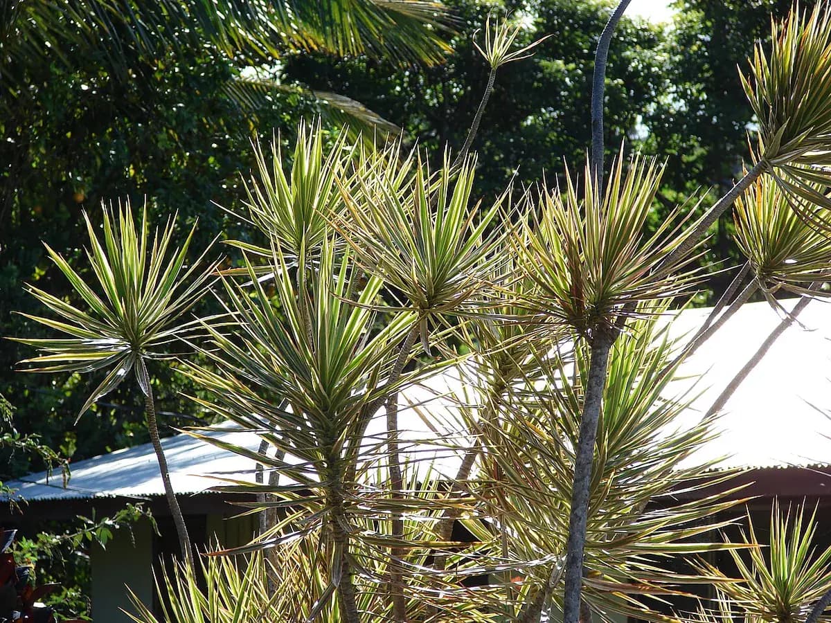 Drácena marginata — foto real