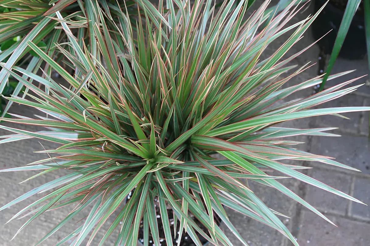Drácena marginata — foto real