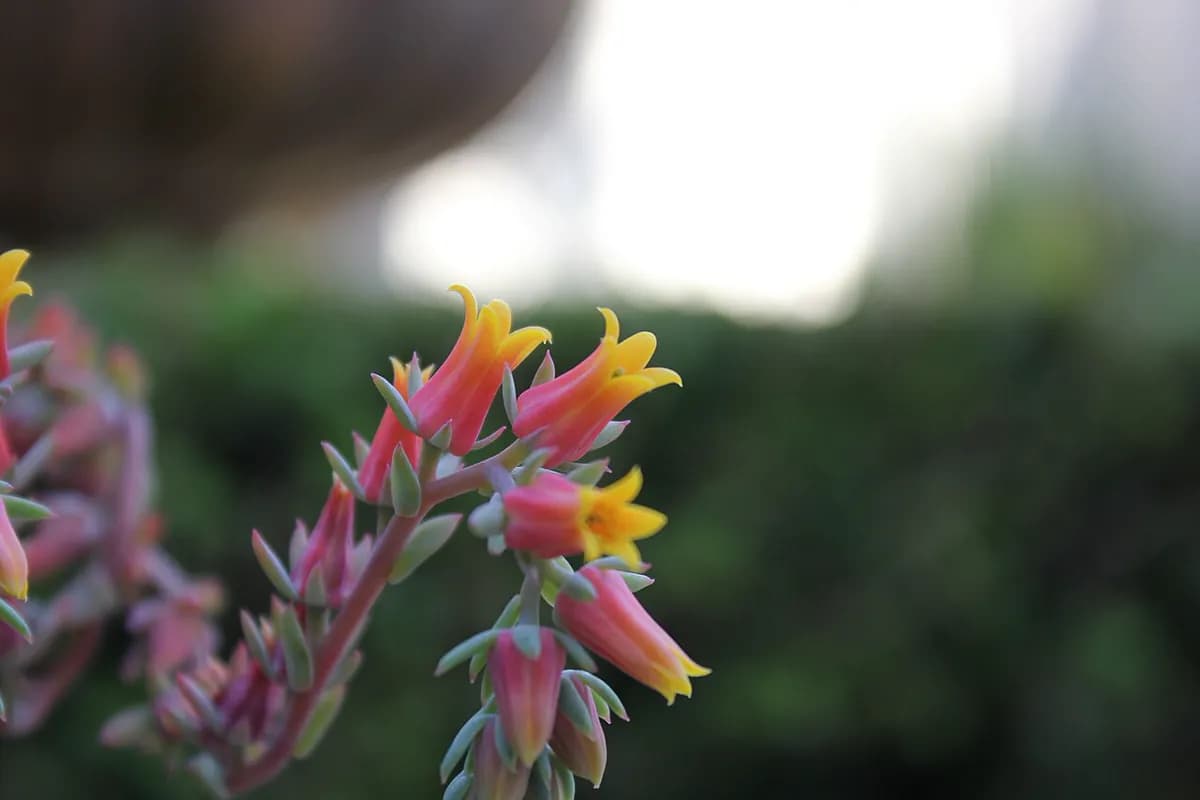 Echeveria — foto real