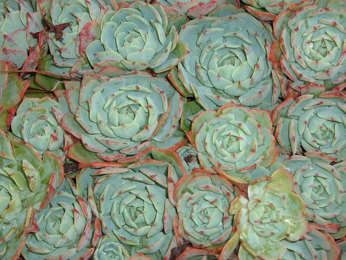Echeveria — foto real