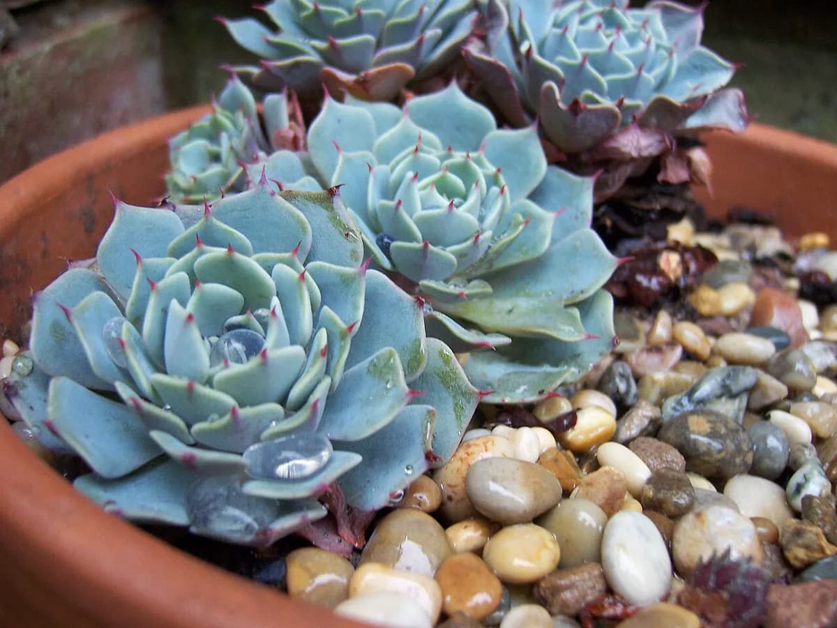 Echeveria — foto real