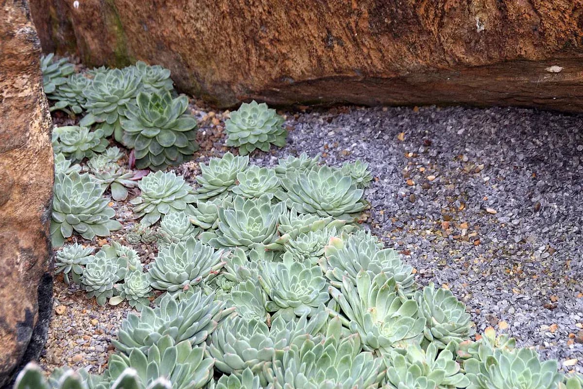 Echeveria — foto real