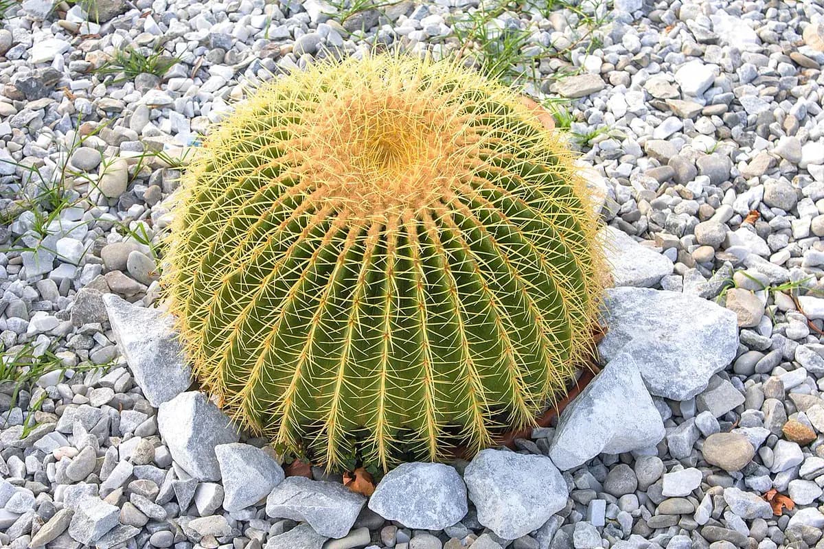 Asiento de suegra (Echinocactus) — foto real