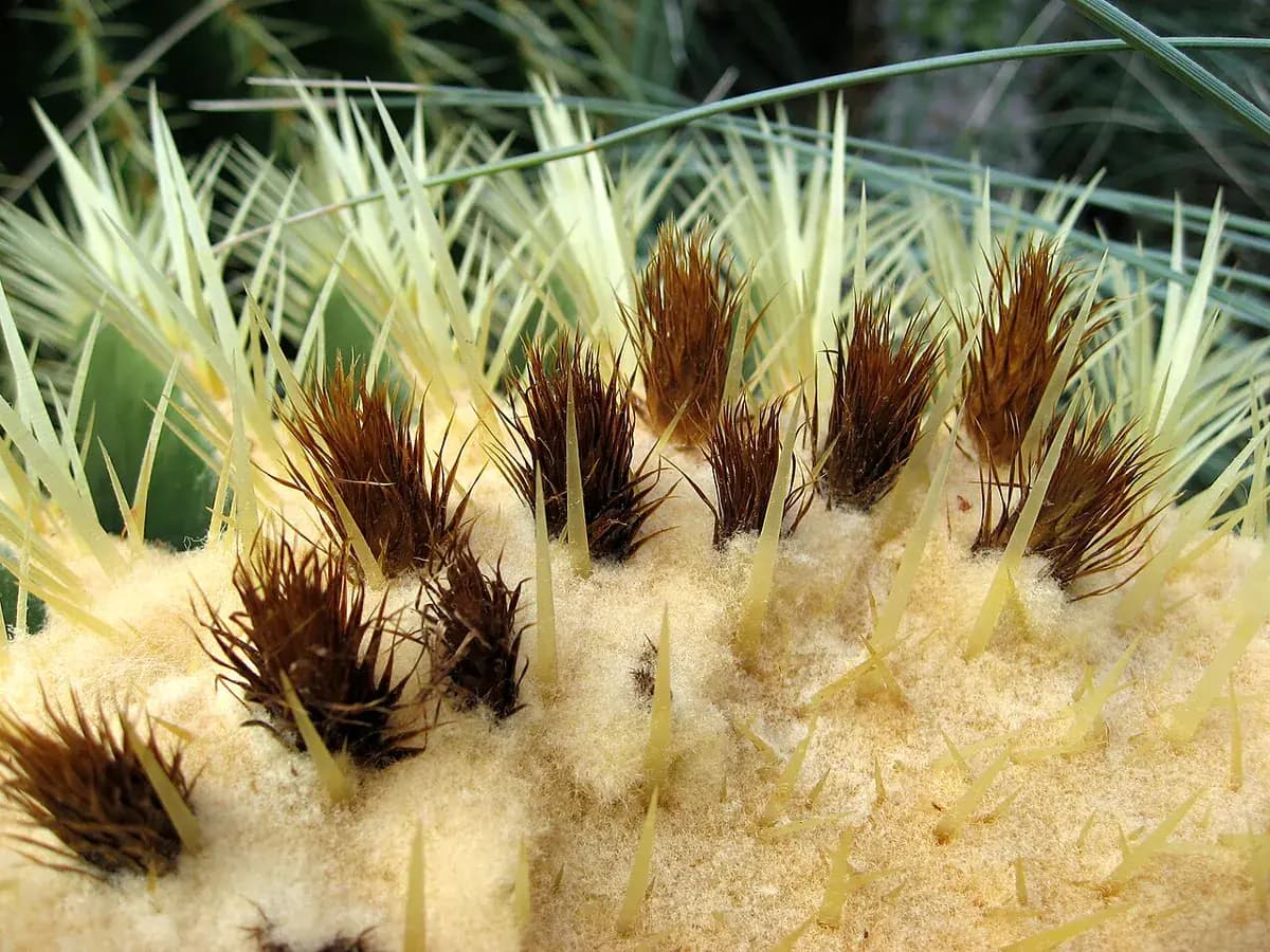 Asiento de suegra (Echinocactus) — foto real