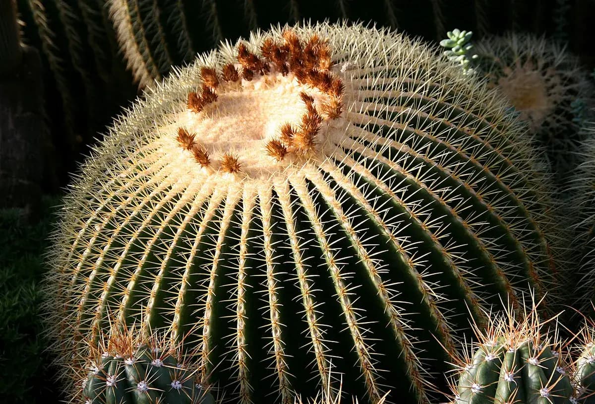 Asiento de suegra (Echinocactus) — foto real