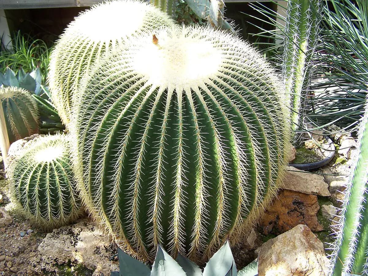 Asiento de suegra (Echinocactus) — foto real