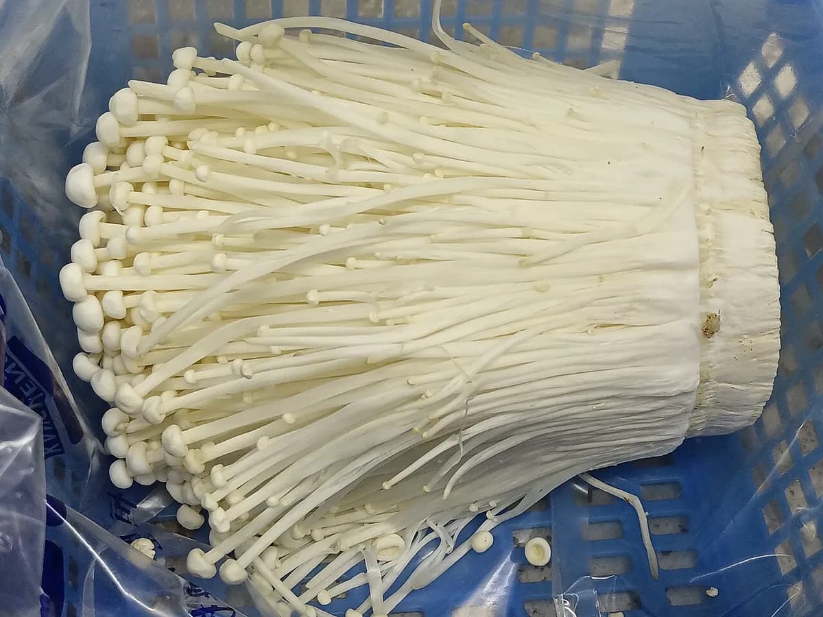 Enokitake (enoki) — foto real