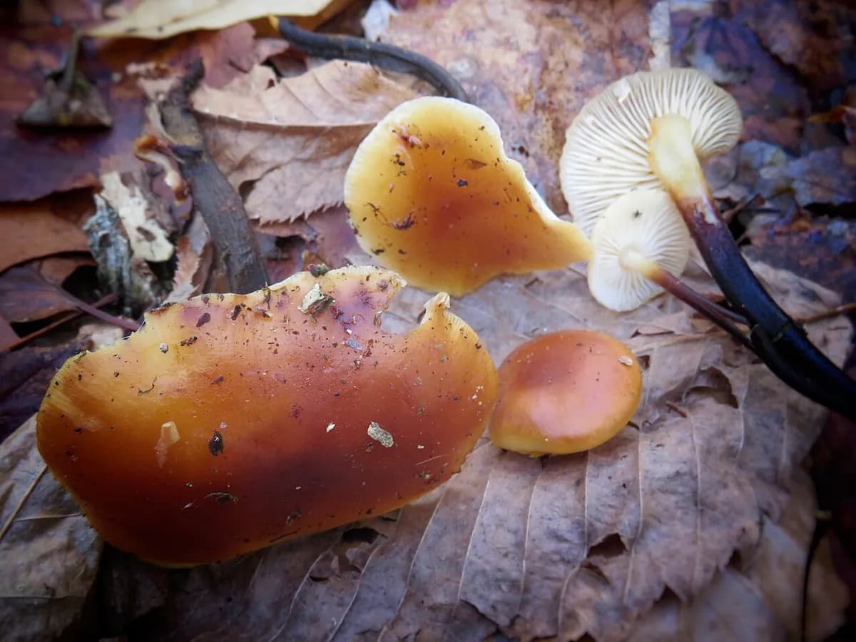 Enokitake (enoki) — foto real
