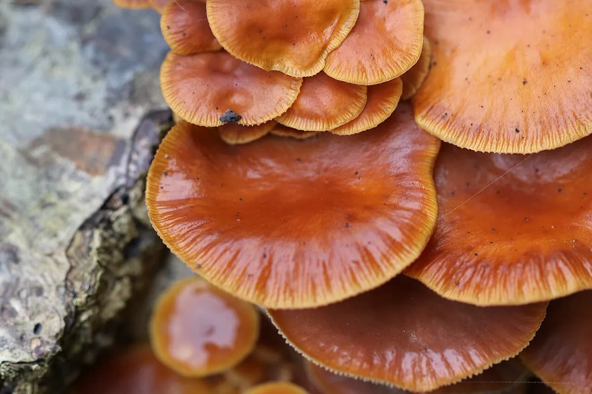 Enokitake (enoki) — foto real