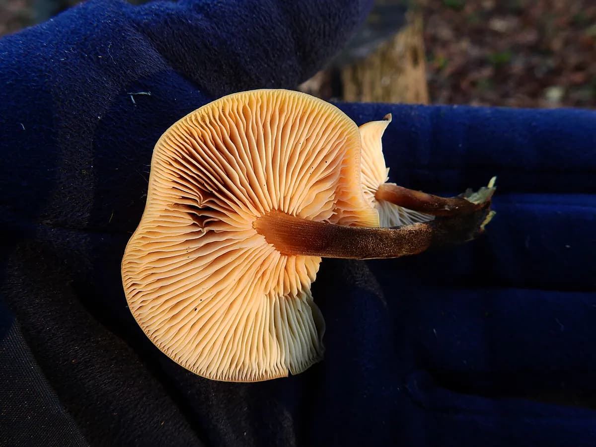 Enokitake (enoki) — foto real