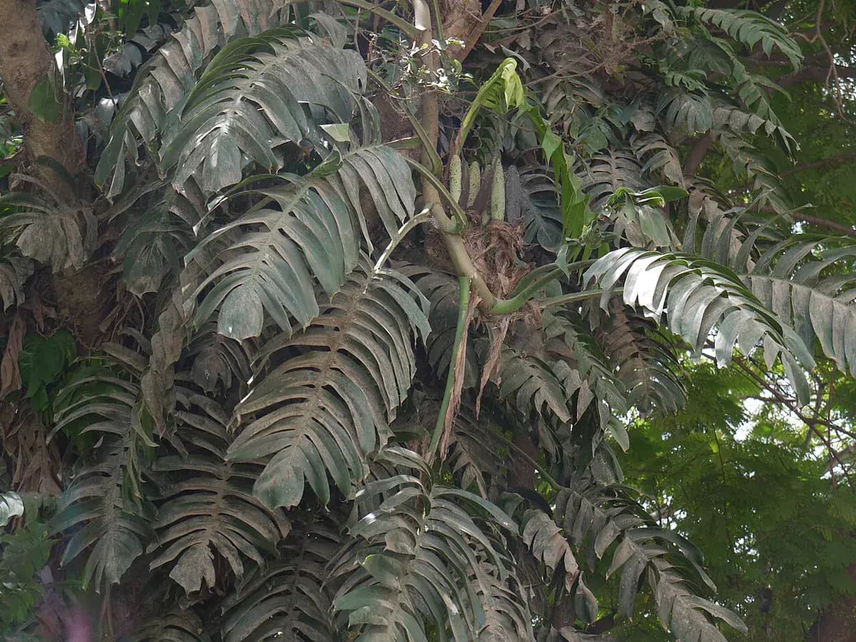 Epipremnum pinnatum — foto real