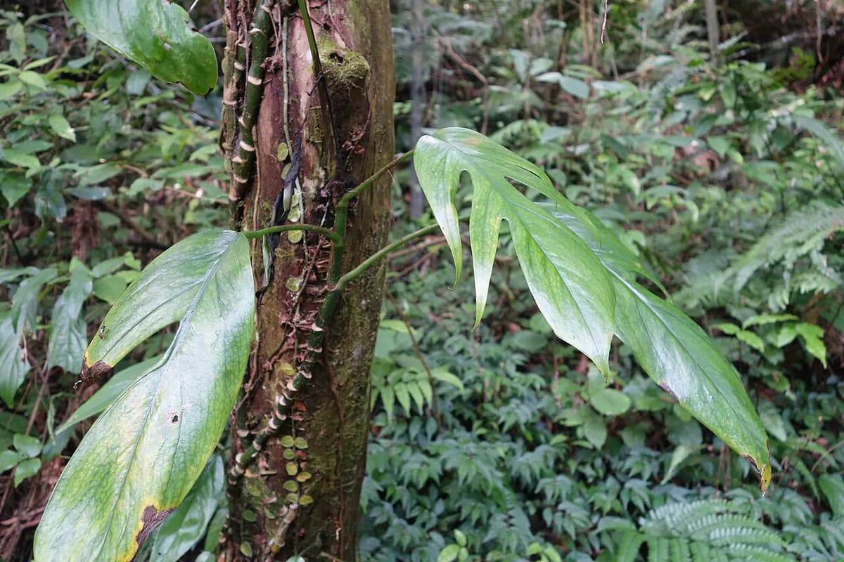 Epipremnum pinnatum — foto real
