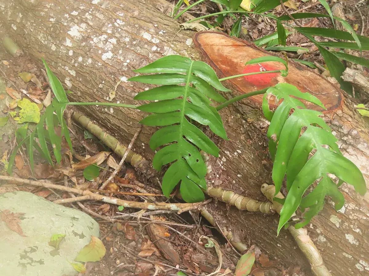Epipremnum pinnatum — foto real