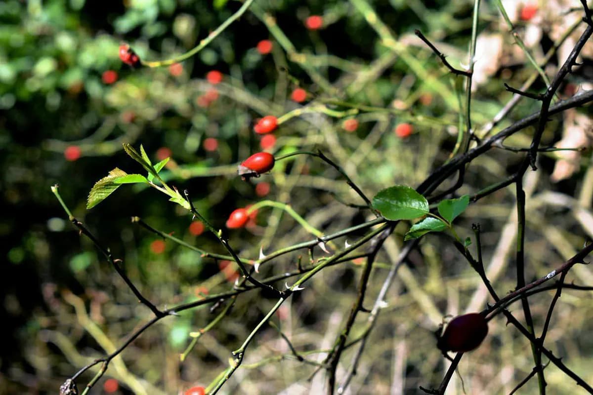 Escaramujo (Rosa canina) — foto real