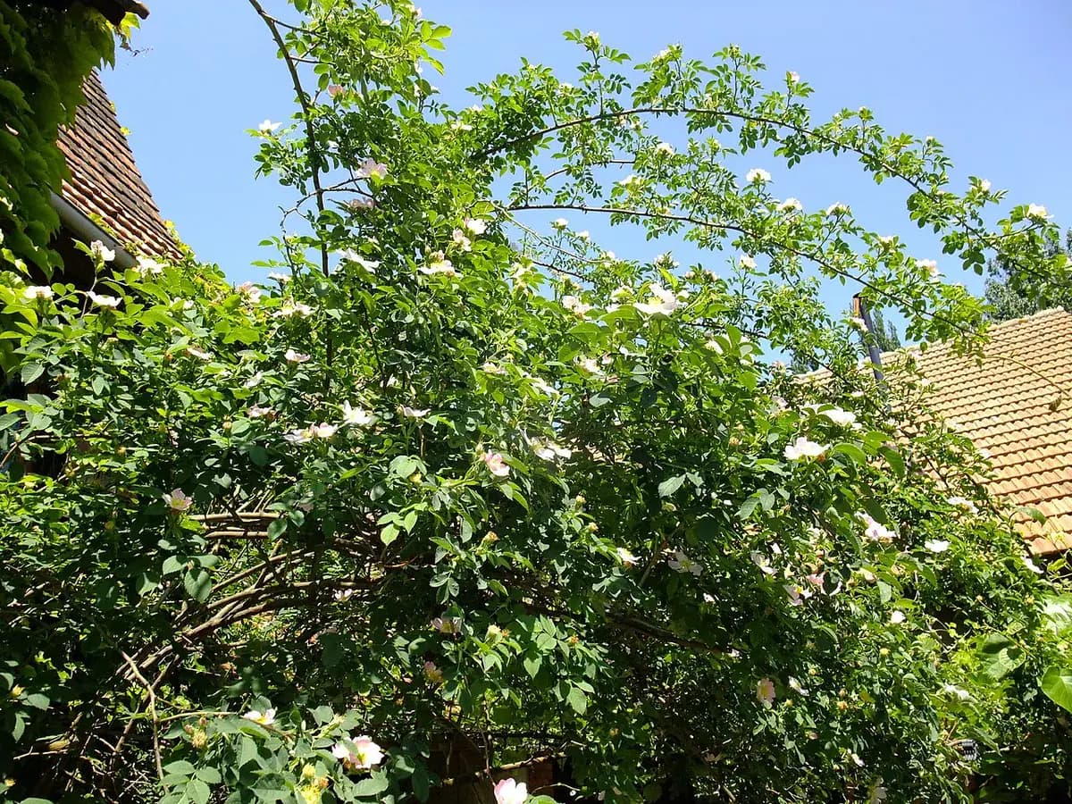 Escaramujo (Rosa canina) — foto real