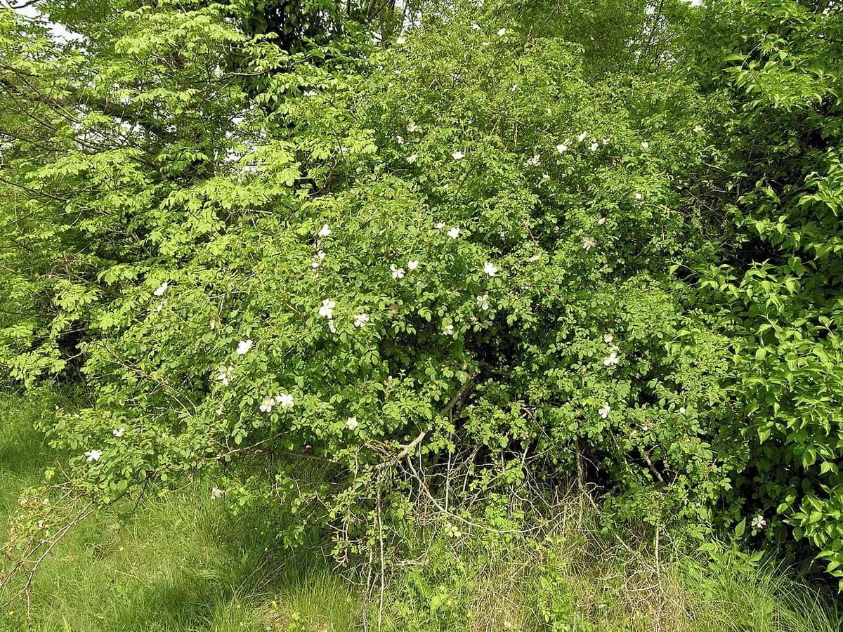 Escaramujo (Rosa canina) — foto real