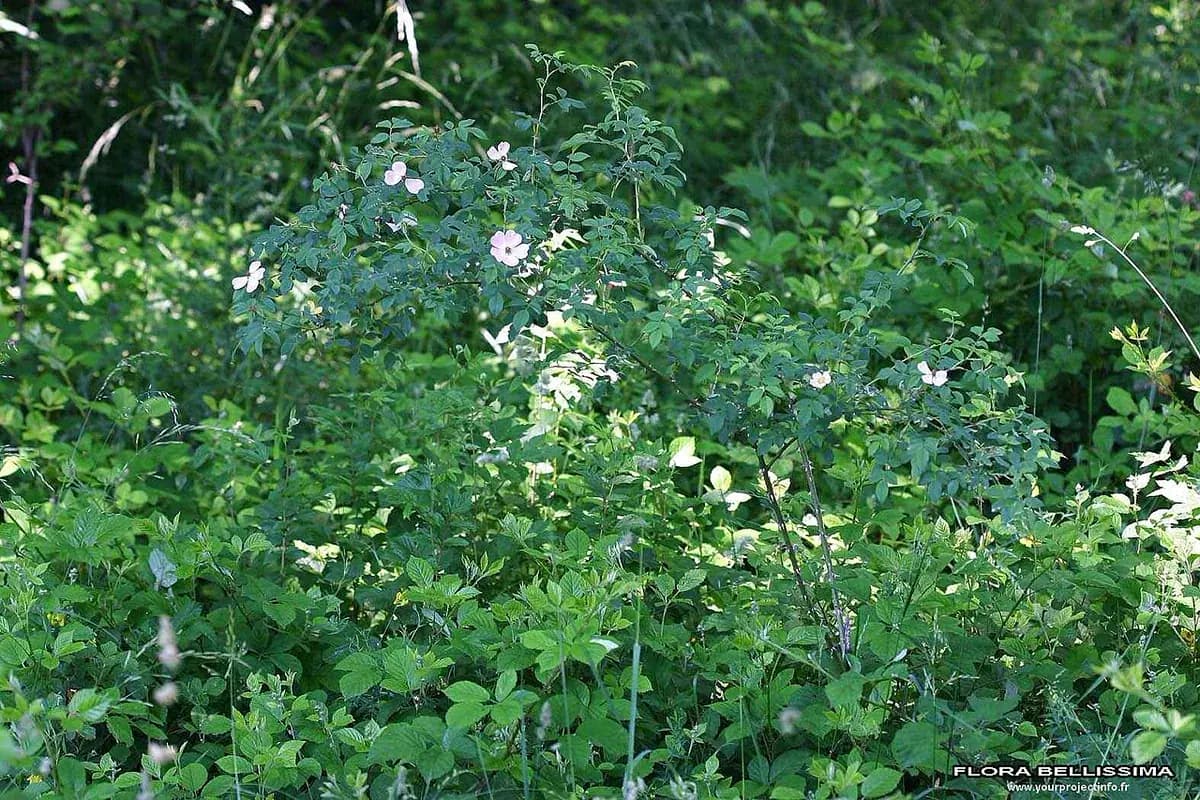 Escaramujo (Rosa canina) — foto real