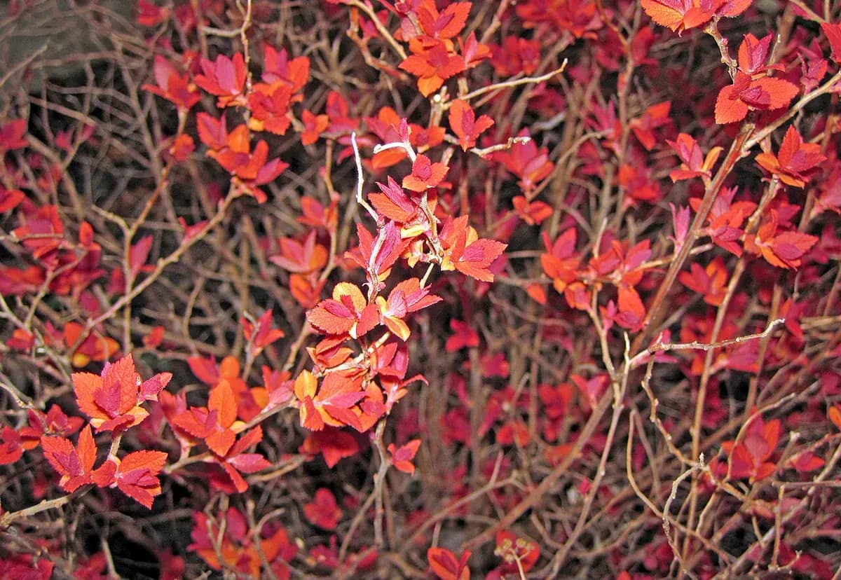 Espirea — foto real
