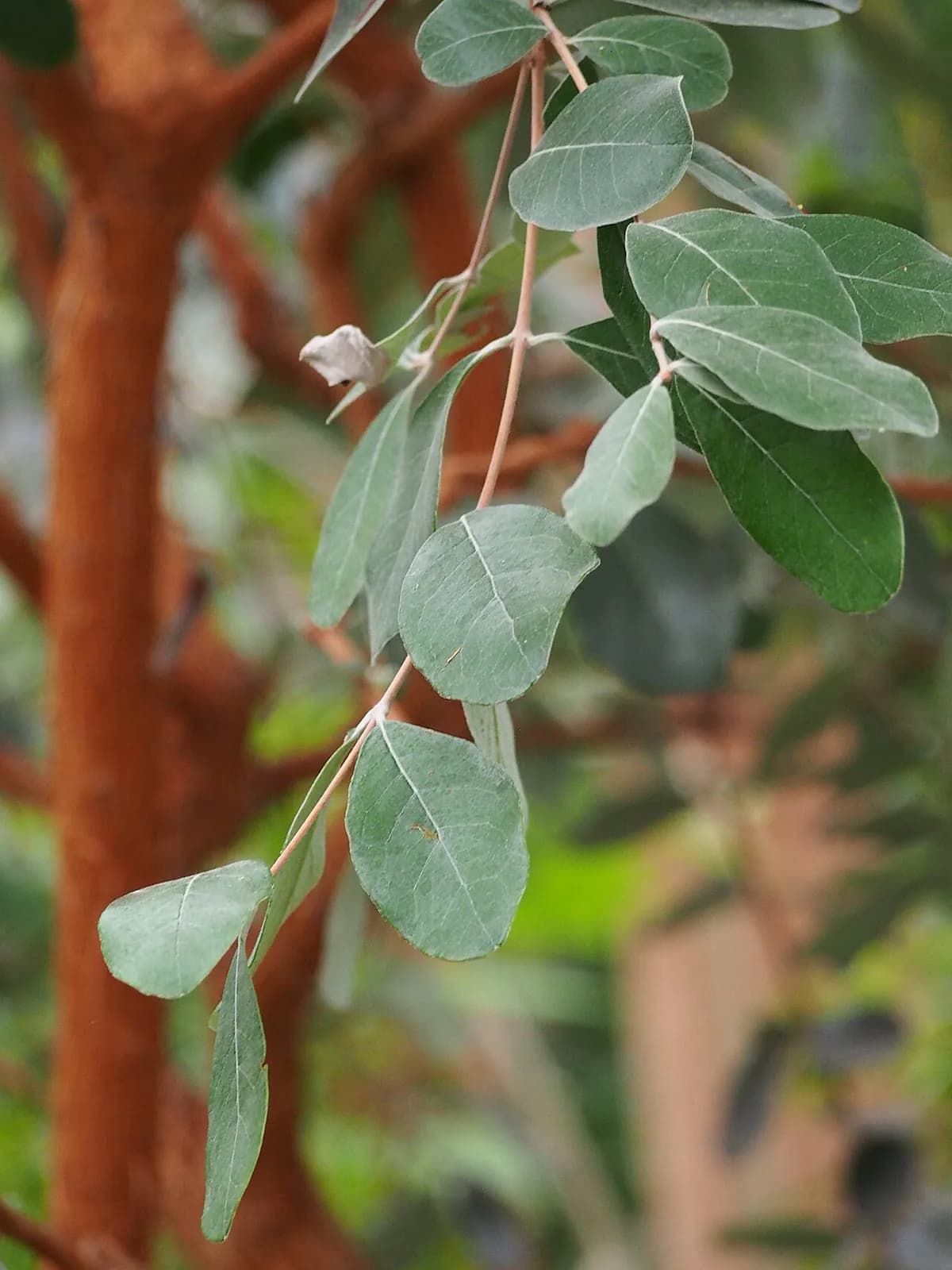 Feijoa — foto real