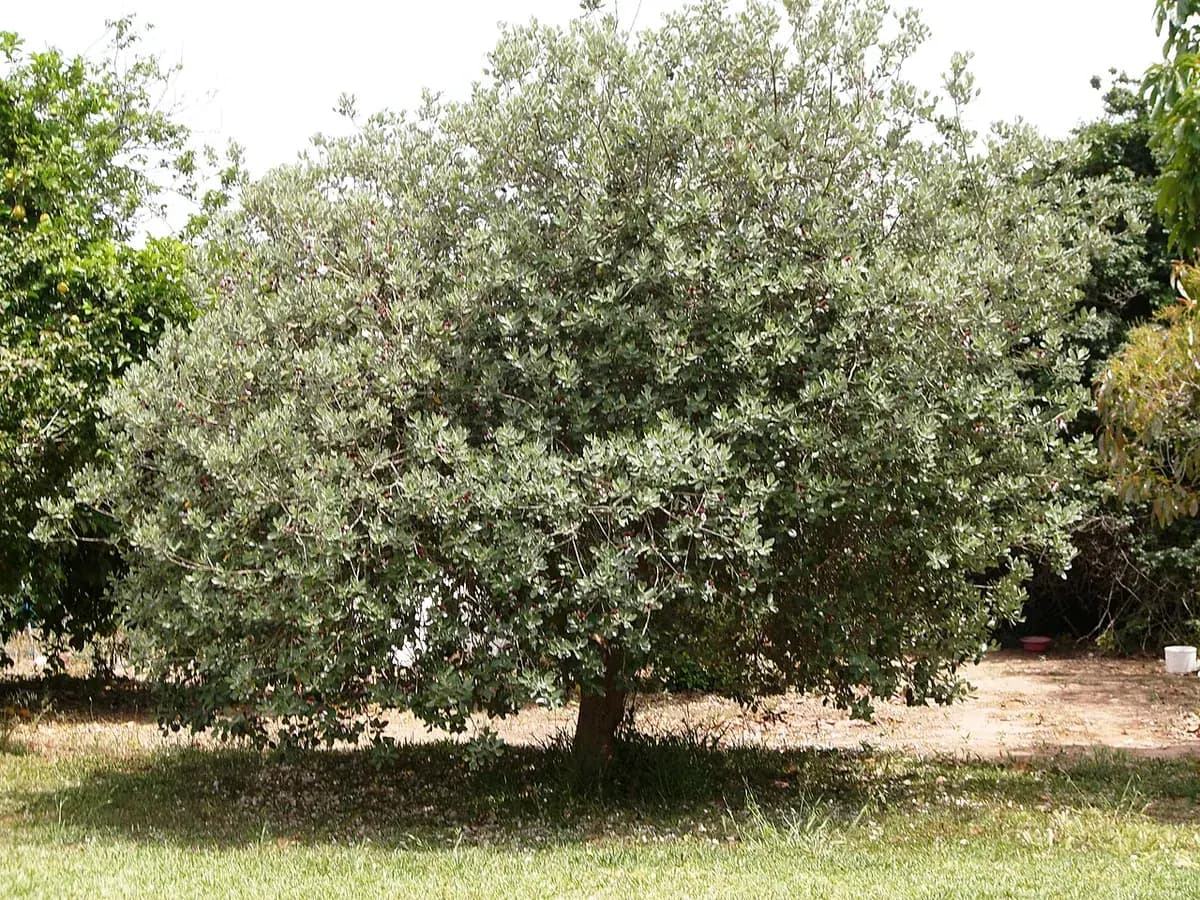 Feijoa — foto real