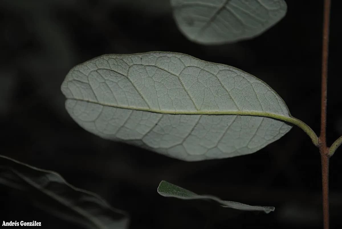 Feijoa — foto real