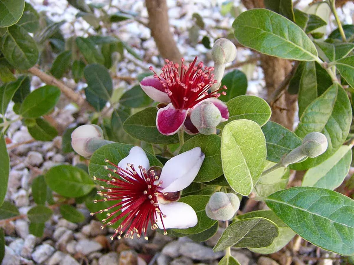 Feijoa — foto real