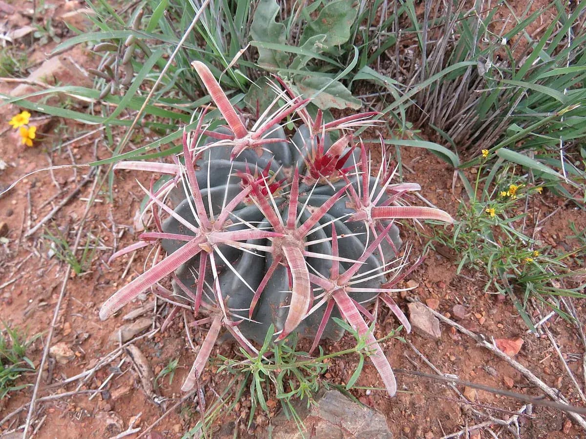 Ferocactus — foto real