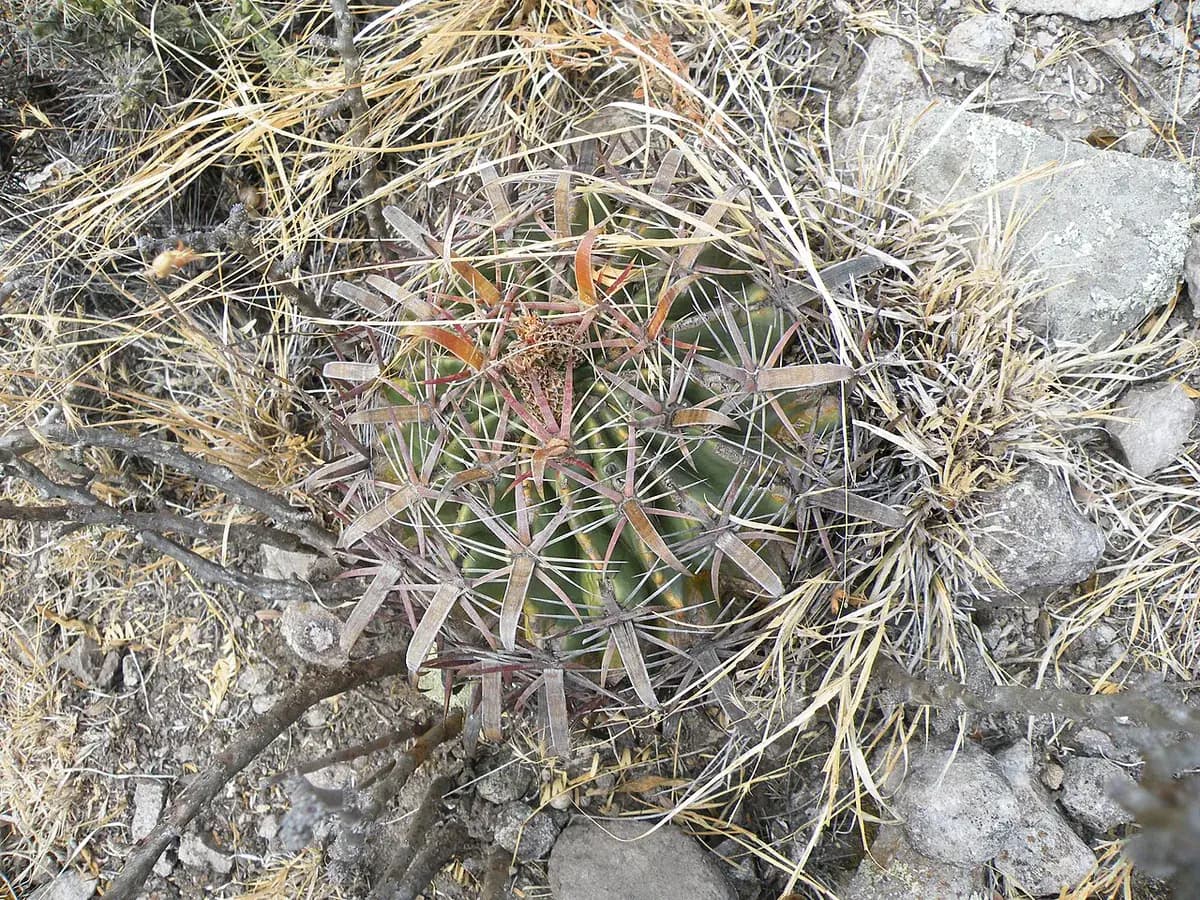 Ferocactus — foto real