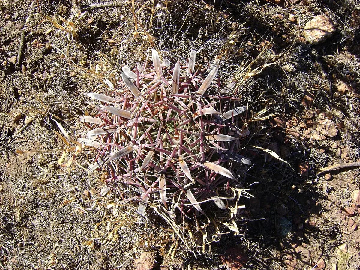 Ferocactus — foto real