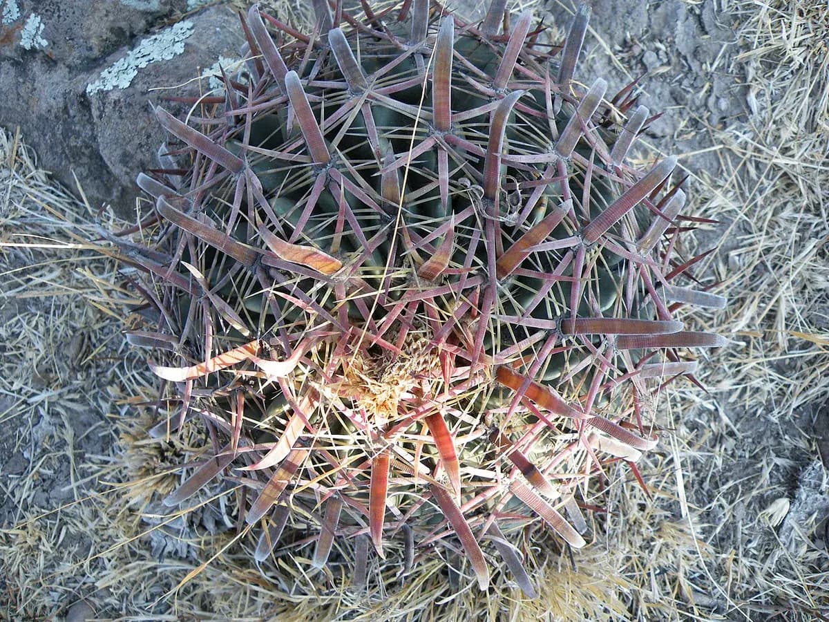 Ferocactus — foto real